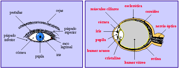 el sentido de la vista screen